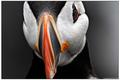Another Puffin