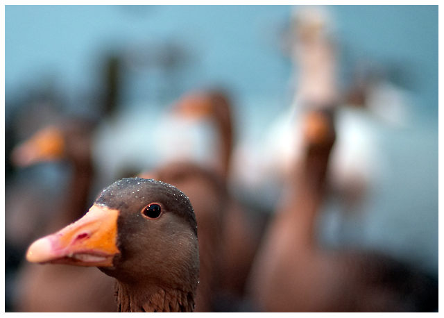 Greylag Goose (#0794)