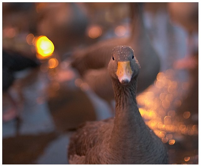 Out of Focus, In Bokeh (#0800)