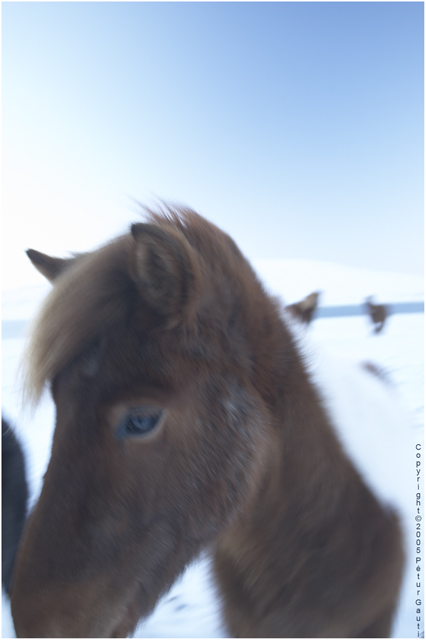 Winter Horse (#2450)