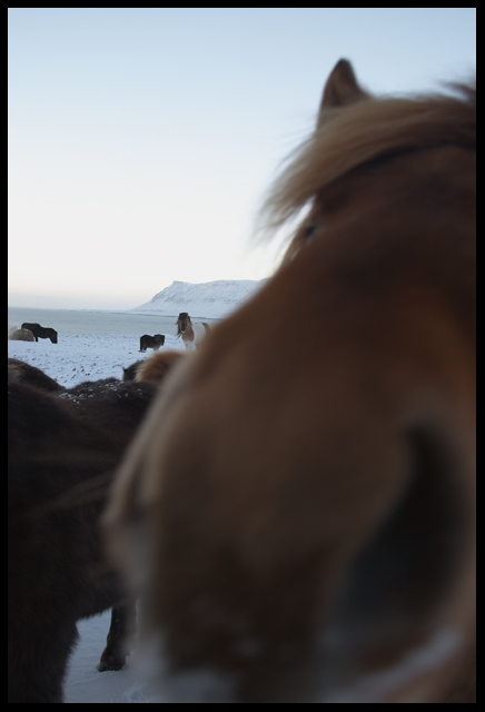 Hold your horses - Don't eat my camera (#2458)