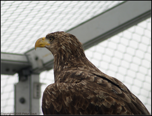 White-tailed Eagle (#3478)