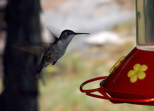 Hummingbird