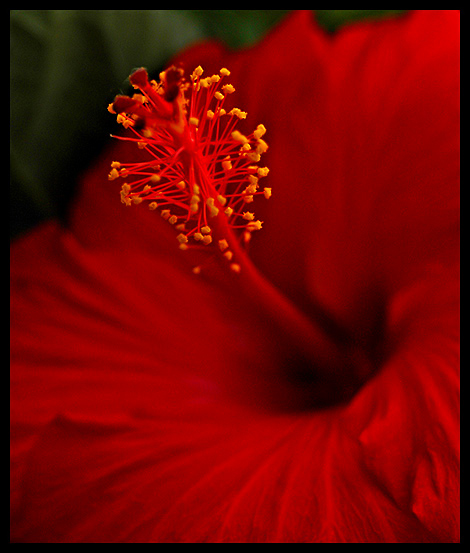 Red Hibiscus