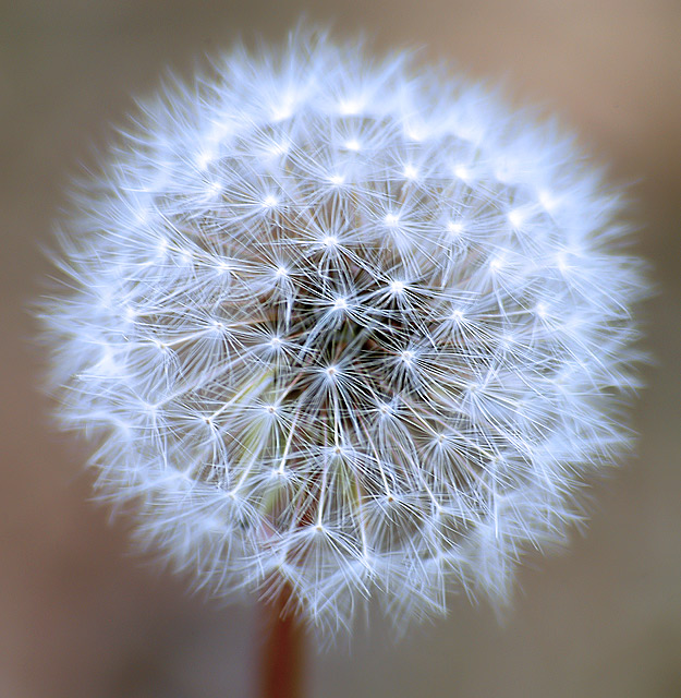 Dandelion