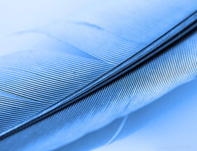 Feather