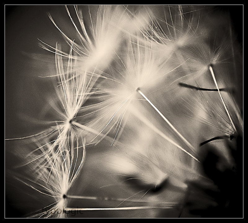Tendrils