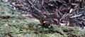 dragonflyDSC04416.jpg