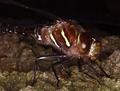 dragonfly-ring flash