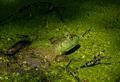 Prince of the pond