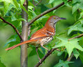 Bird-16.jpg