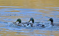 DSC0215duckslove2.jpg