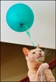 Balloon outtake