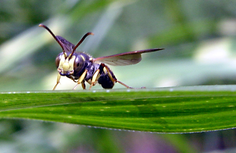 waspy.jpg