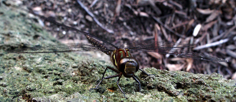 dragonflyDSC04416.jpg
