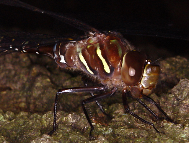 dragonfly-ring flash