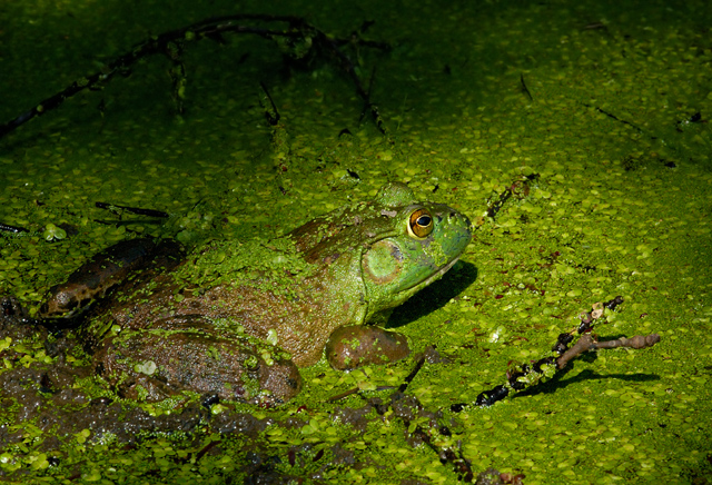 Prince of the pond