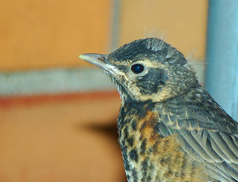 birdy123-5.jpg