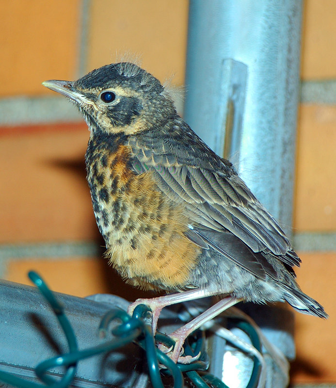 birdy123-5a.jpg