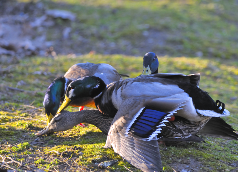 Duck(s') love
