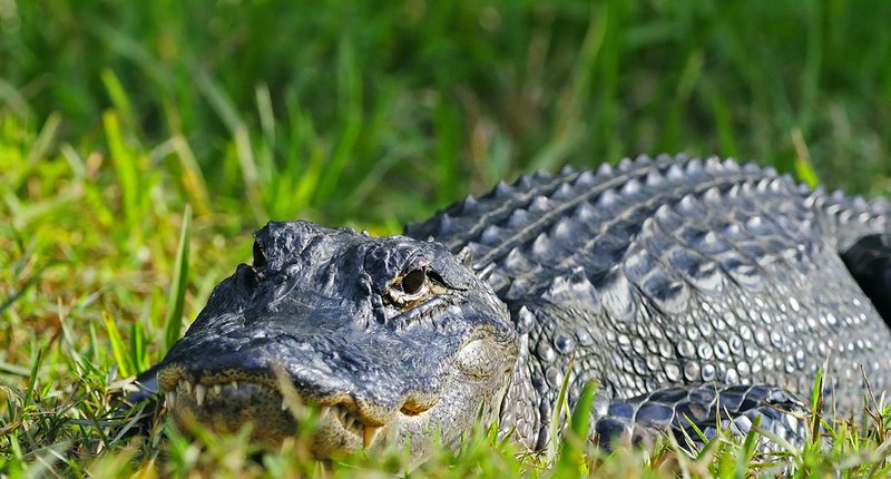 A smile in the grass