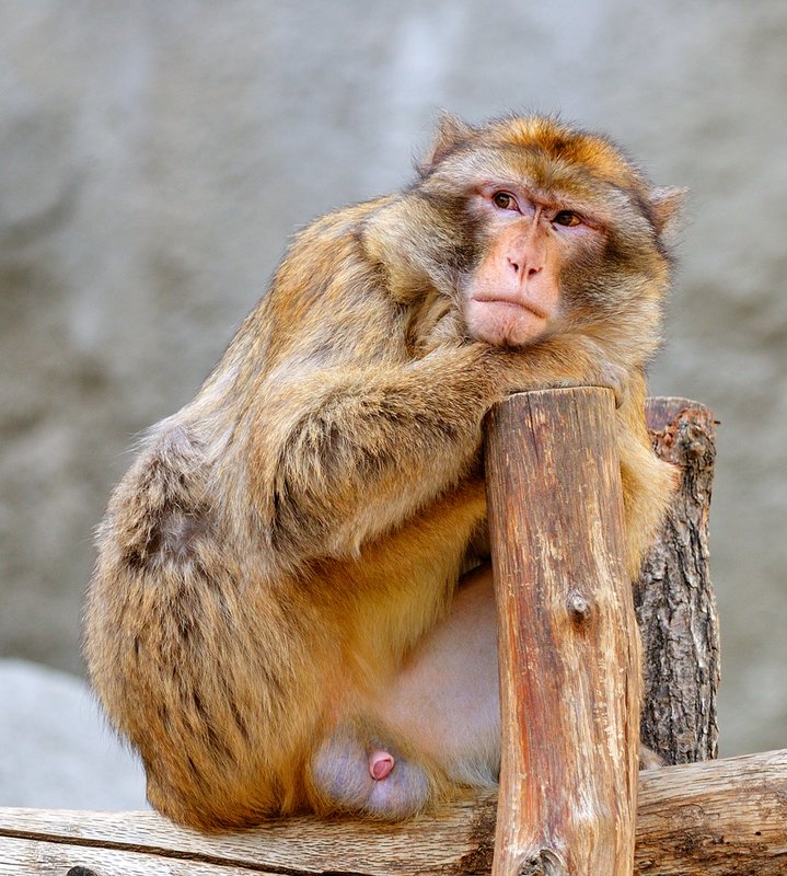 The thinker....