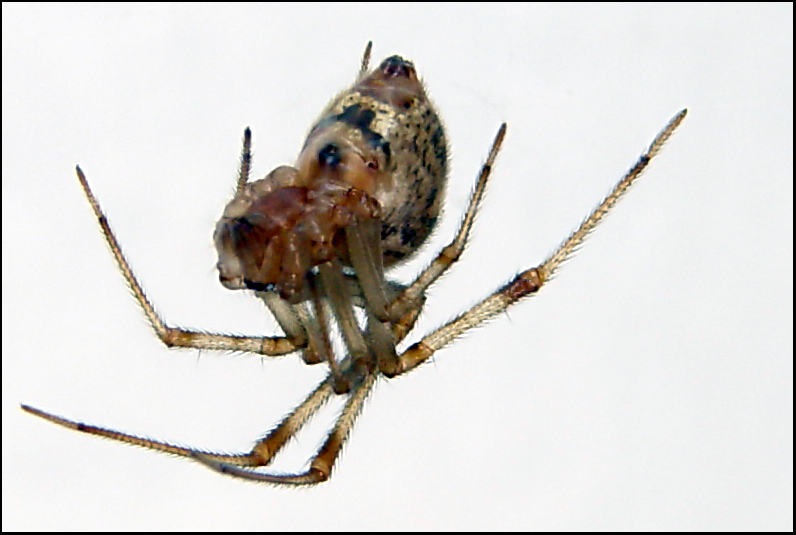 spideyDSC04266.jpg