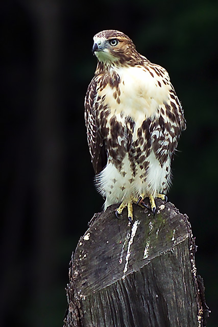 Hawk.jpg