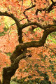 The Embracing Branches