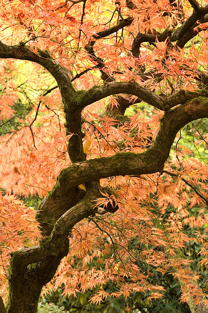 The Embracing Branches