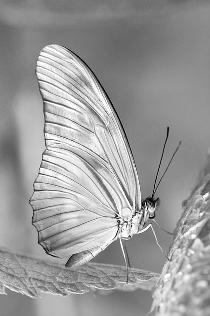 Orange Julia B&W