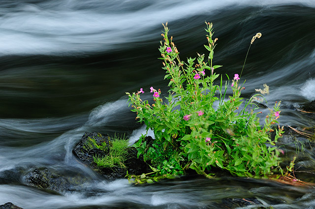 Metolious_River.jpg