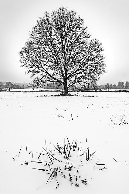 The_Snowy_Oak.jpg