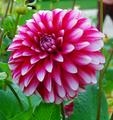 Monet's Garden Delight