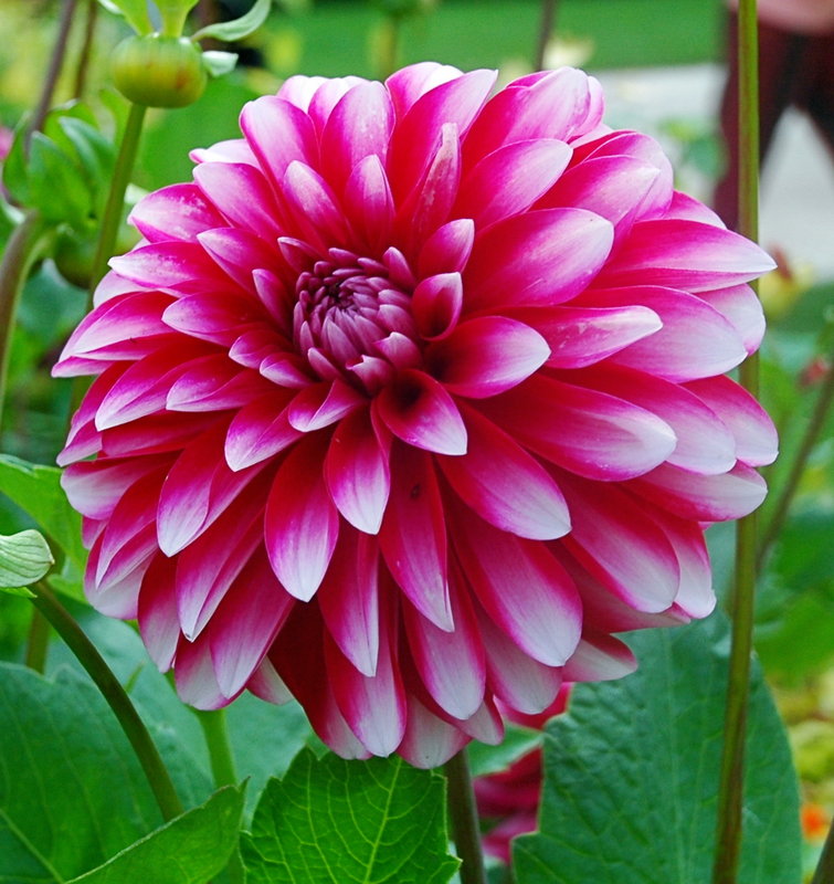 Monet's Garden Delight