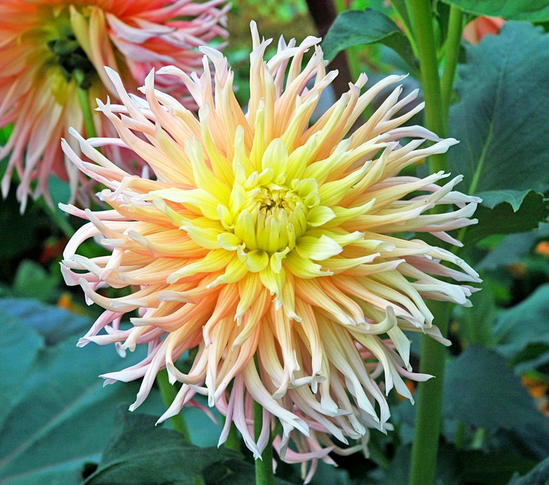 Monet Gardens at Sunrise