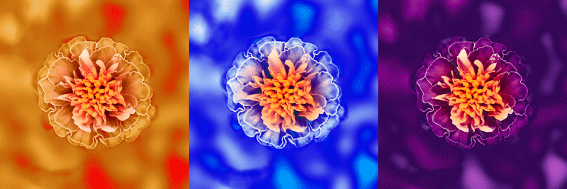 flower-triptych.gif
