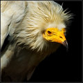Pharaoh's Chicken