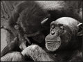 Homo troglodytes