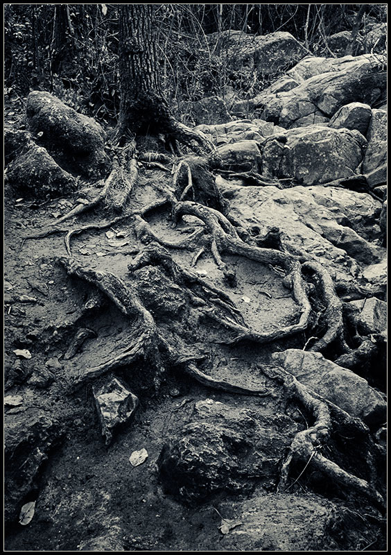 Cycle