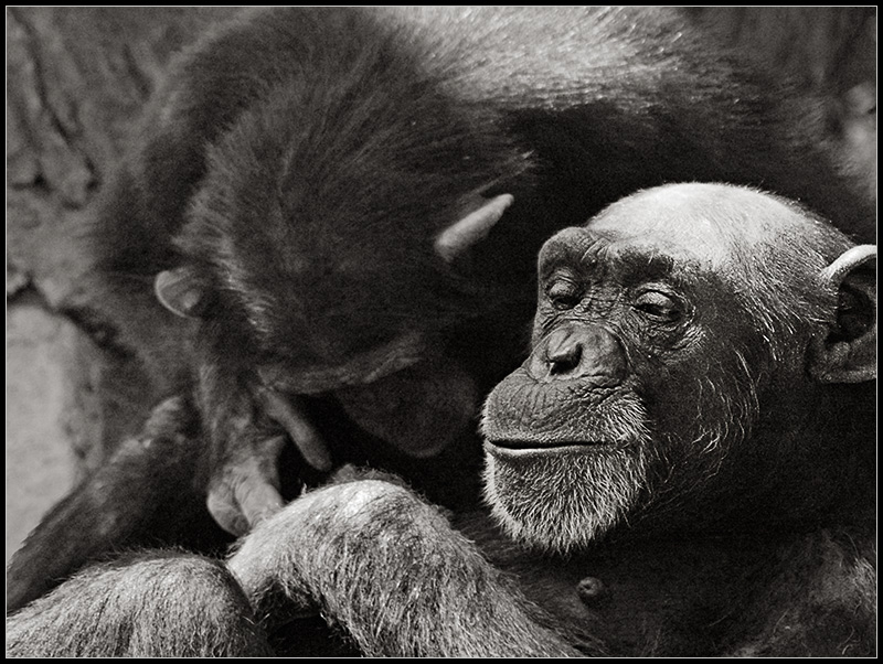Homo troglodytes