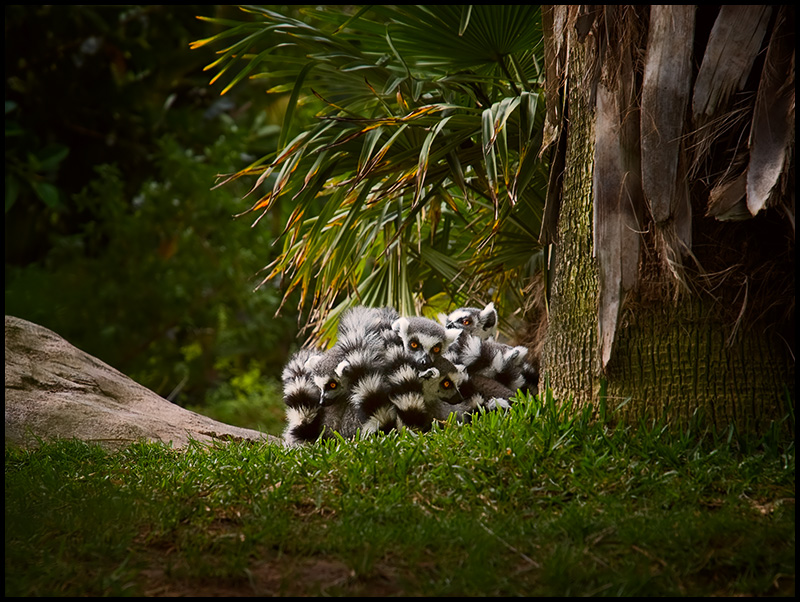 Huddle