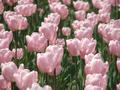Tulips of Pink
