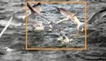 Okoboji Gull