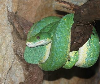 Green Snake