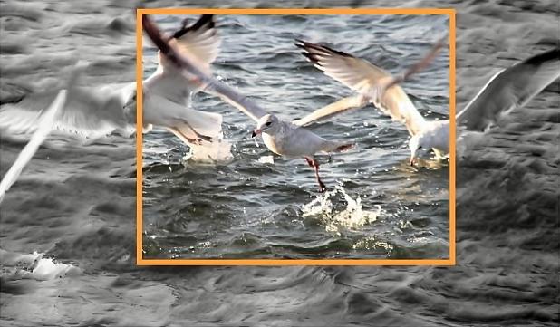 Okoboji Gull