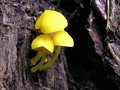 Teeny Tiny Mushrooms