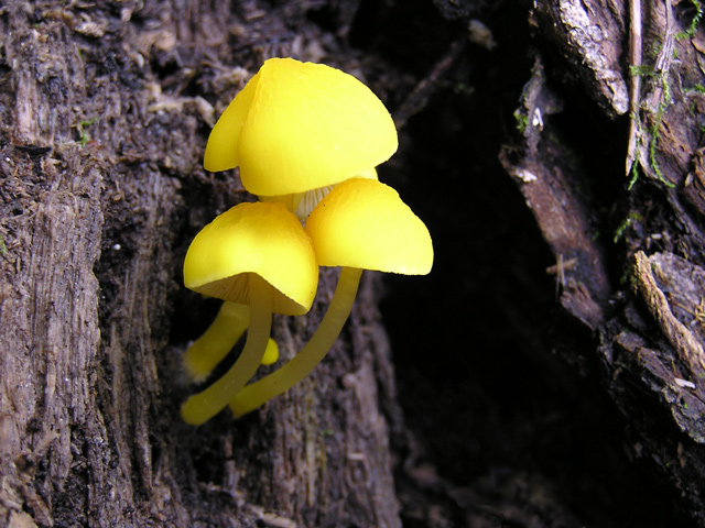 Teeny Tiny Mushrooms