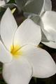 plumeria.jpg