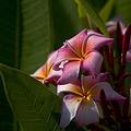 Plumeria.jpg
